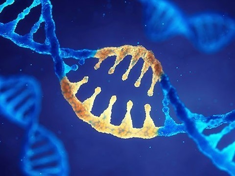 Генетики смогли омолодить человеческие клетки веществом из обычной еды